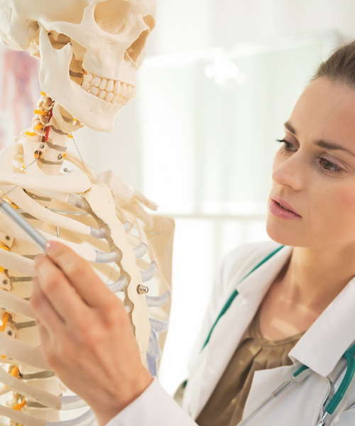 Eine Ärztin zeigt mit einem Stift auf ein menschliches Skelettmodell, um anatomische Strukturen zu erklären.